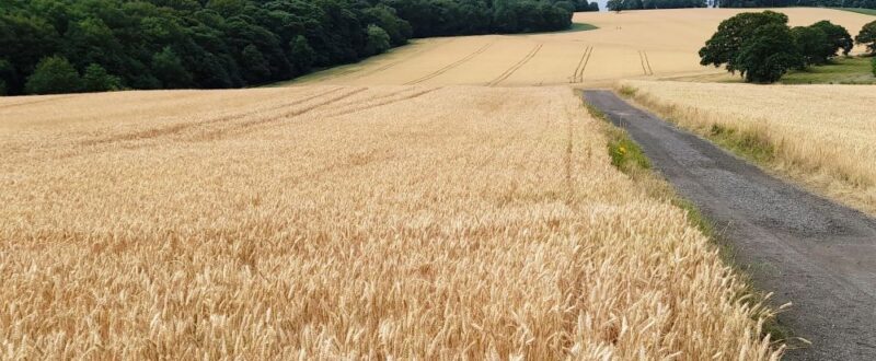 Wheat-ripe-for-harvest-scaled