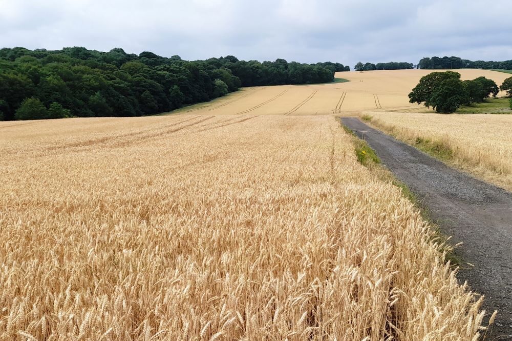 Wheat-ripe-for-harvest-scaled