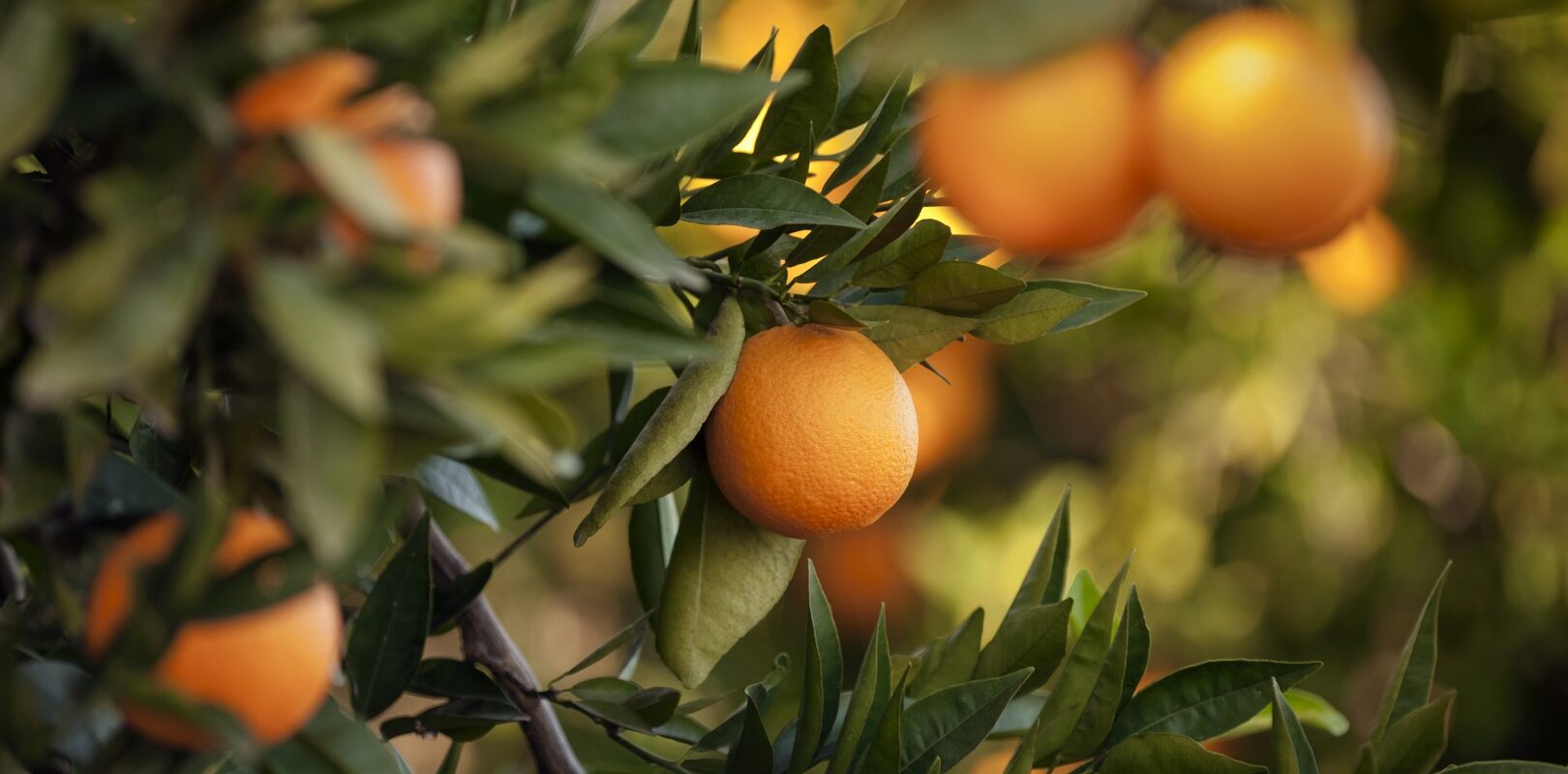 Orange - Fruit, Fruit, Citrus Fruit, Tangerine, Crete