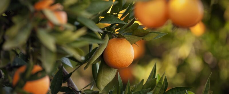 Orange - Fruit, Fruit, Citrus Fruit, Tangerine, Crete
