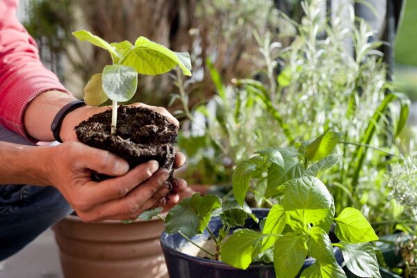 Man gardening activity on the sunny balcony - repotting the plants Geranium, Pelargonium, pepper plants, squash seedlings and young cucumber plants.