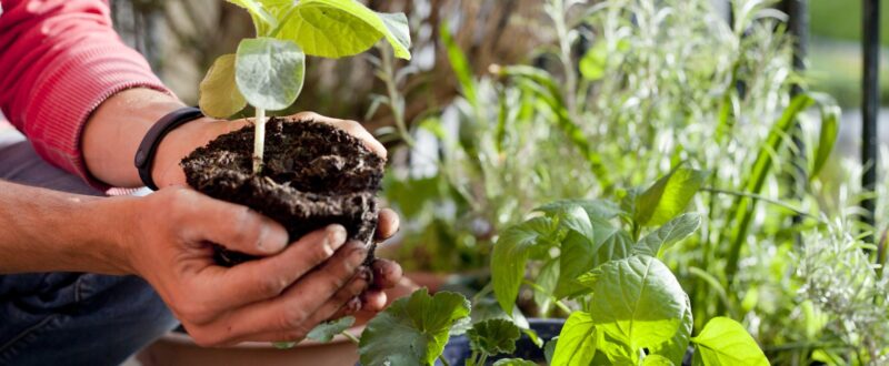 Man gardening activity on the sunny balcony - repotting the plants Geranium, Pelargonium, pepper plants, squash seedlings and young cucumber plants.