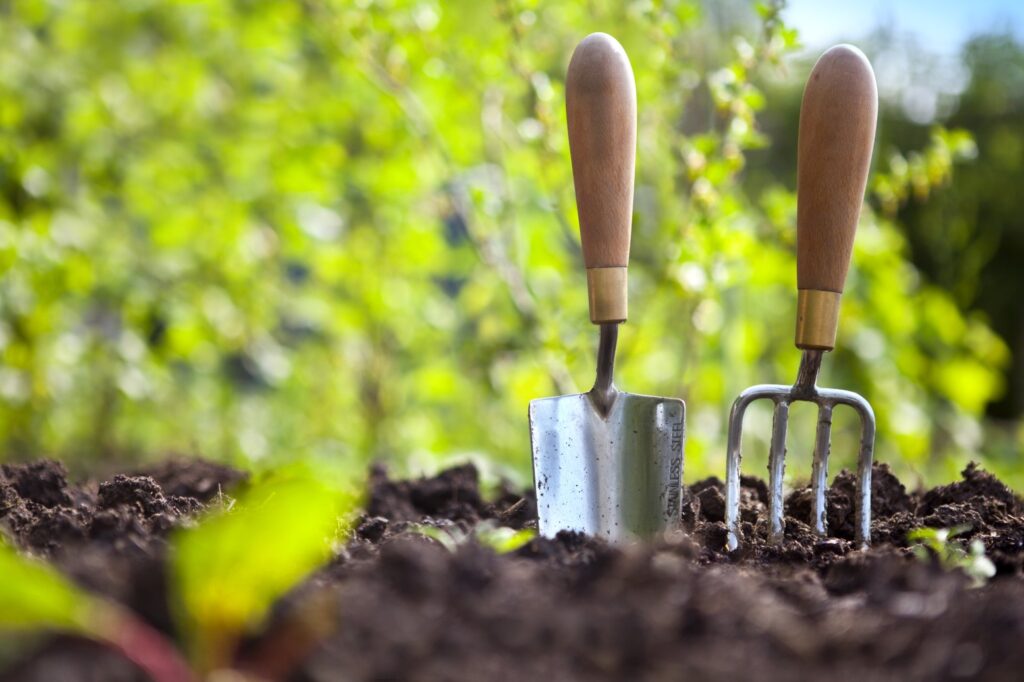 Garden hand trowel and fork standing in soil in a vegetable garden, with colourful gooseberry bushes behind.