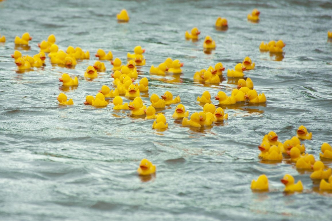 duck race