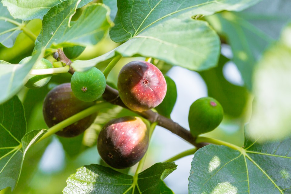 Ripening Fig Tree