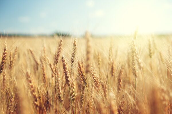 golden wheat field and sunny day