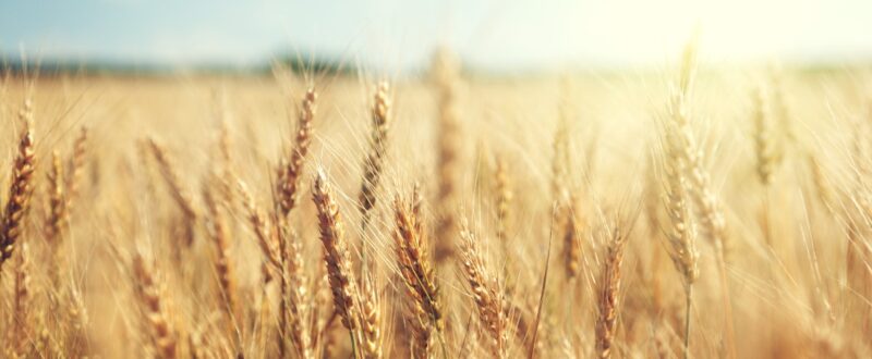 golden wheat field and sunny day