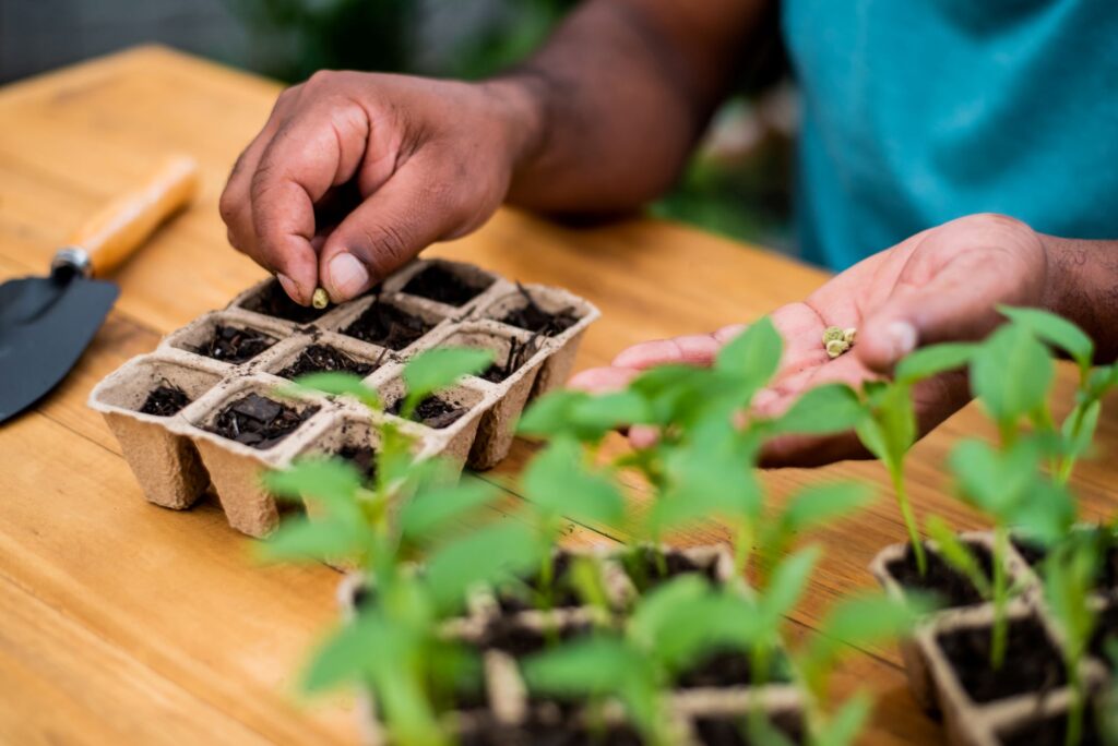 image of a multi-cell seed tray with hands planting a seed in one of the individual sections. In the foreground there are some seeds that have already sprouted