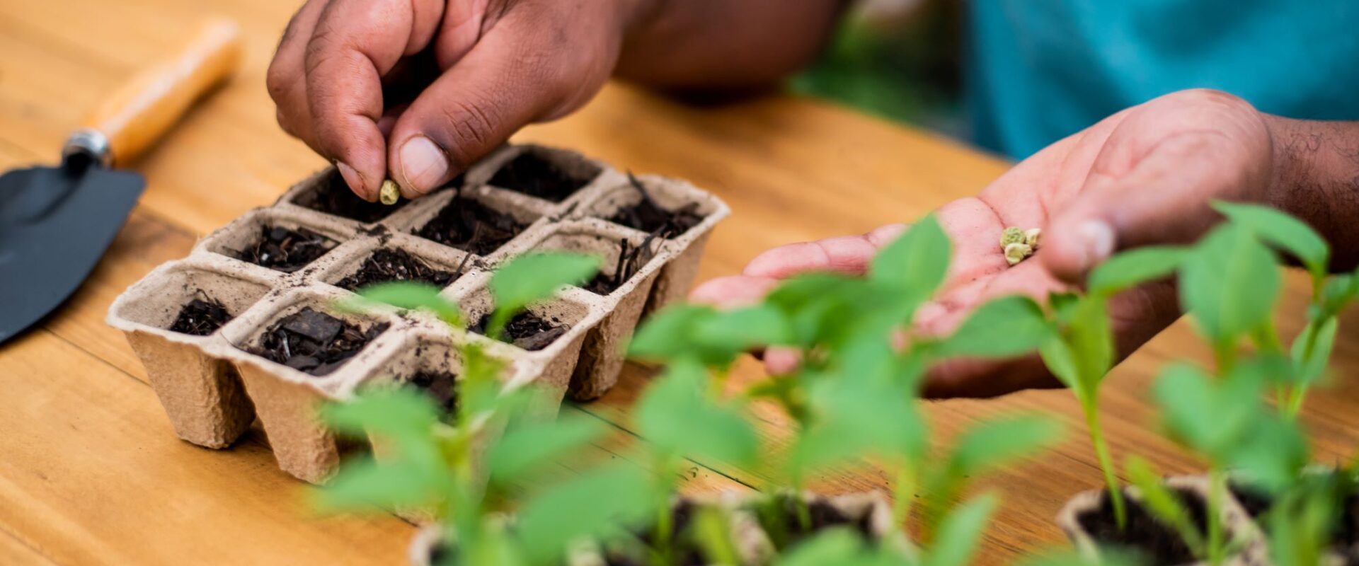image of a multi-cell seed tray with hands planting a seed in one of the individual sections. In the foreground there are some seeds that have already sprouted