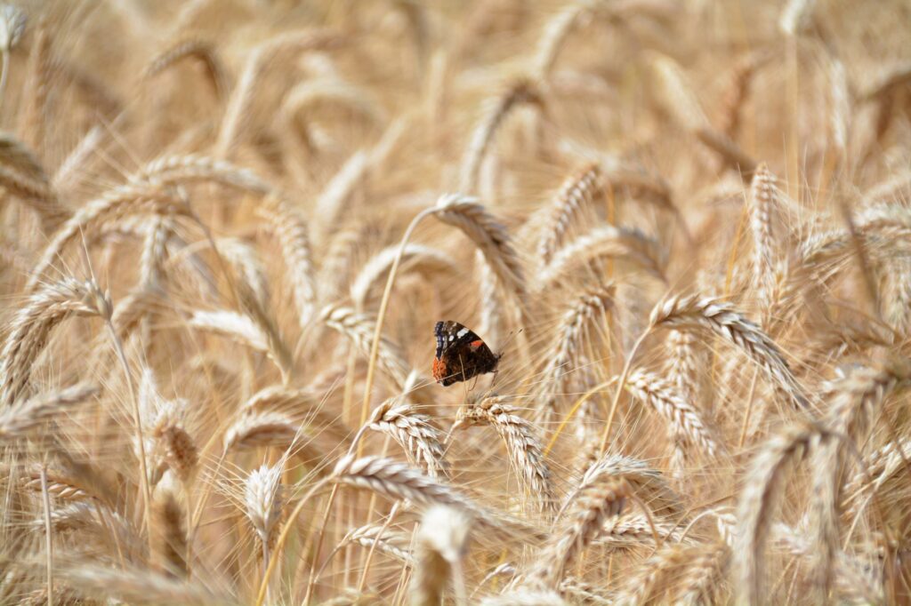 Black and Orange Butterfly on Wheat Field
