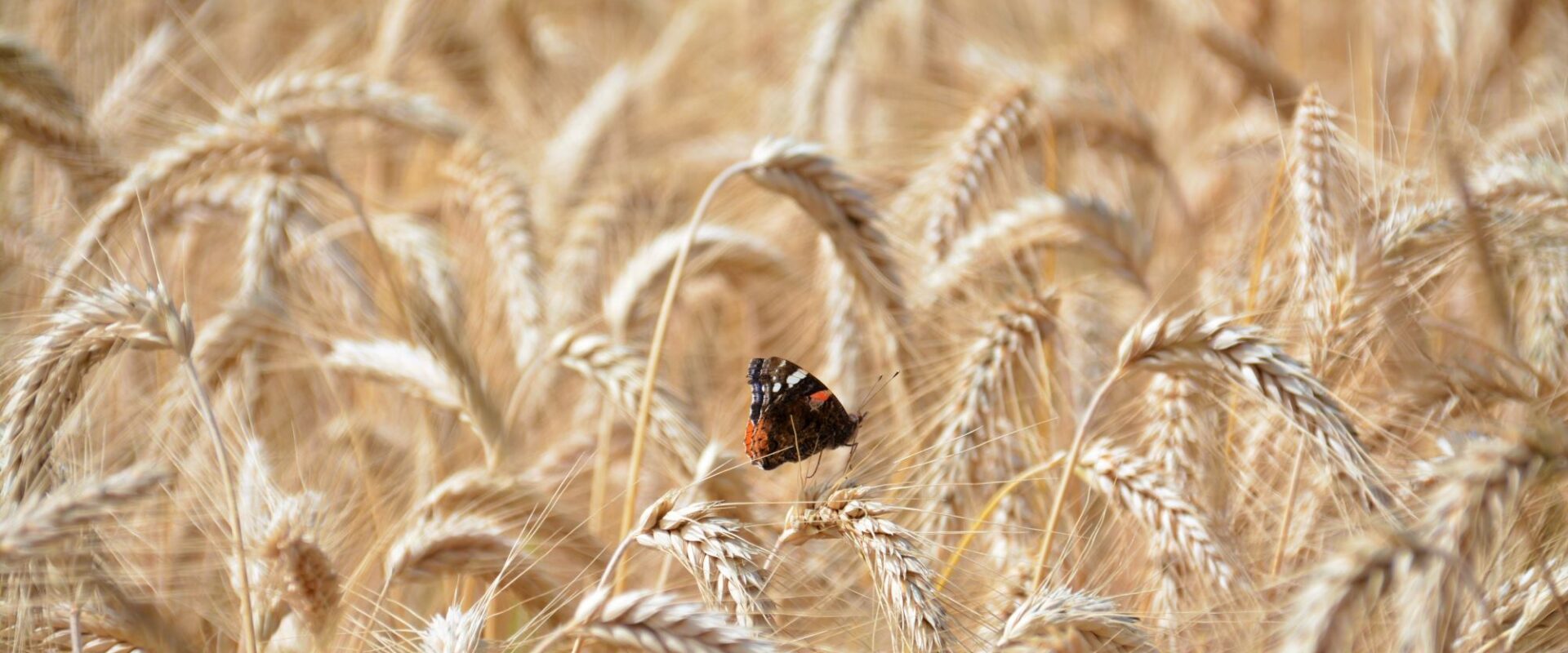 Black and Orange Butterfly on Wheat Field