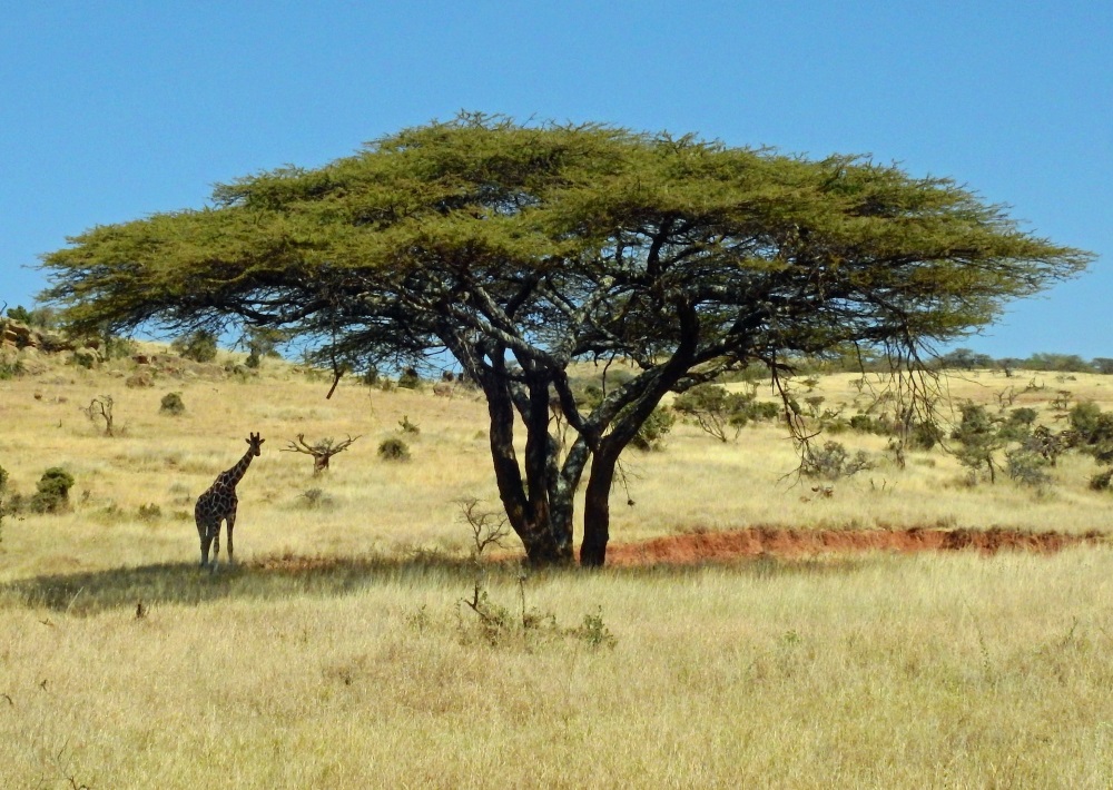 Acacia Tree Kenya