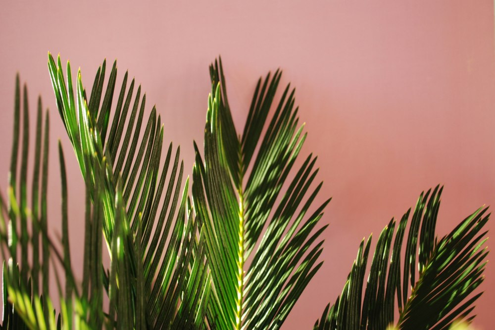 green palm branches with a light pinkish background