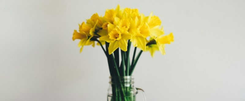 yellow daffodils in a glass mug on a wooden table