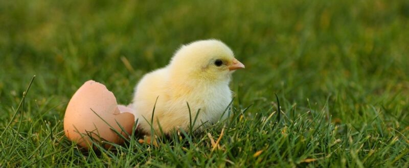 chick on grass next to egg shell