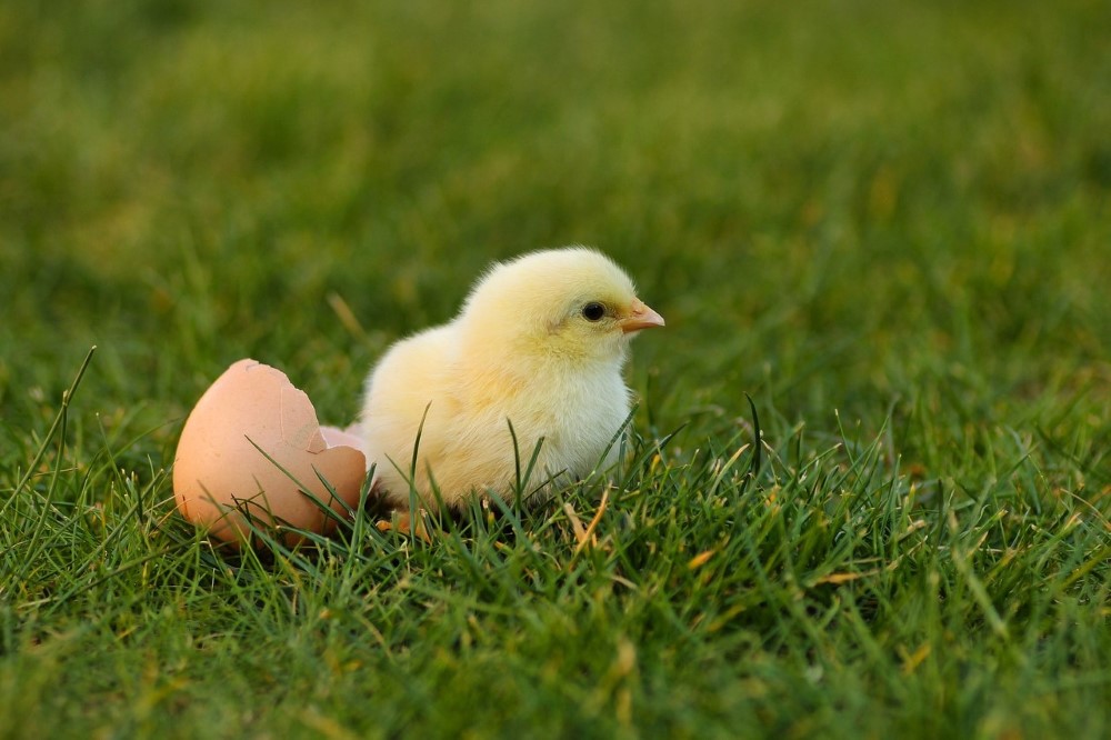 chick on grass next to egg shell