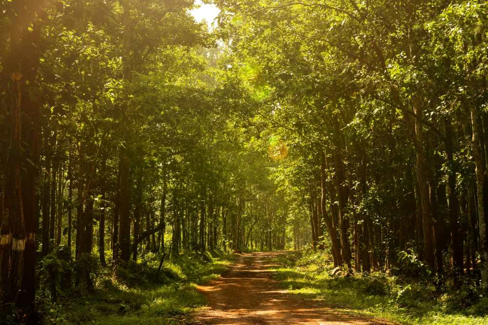 tree lined forest path