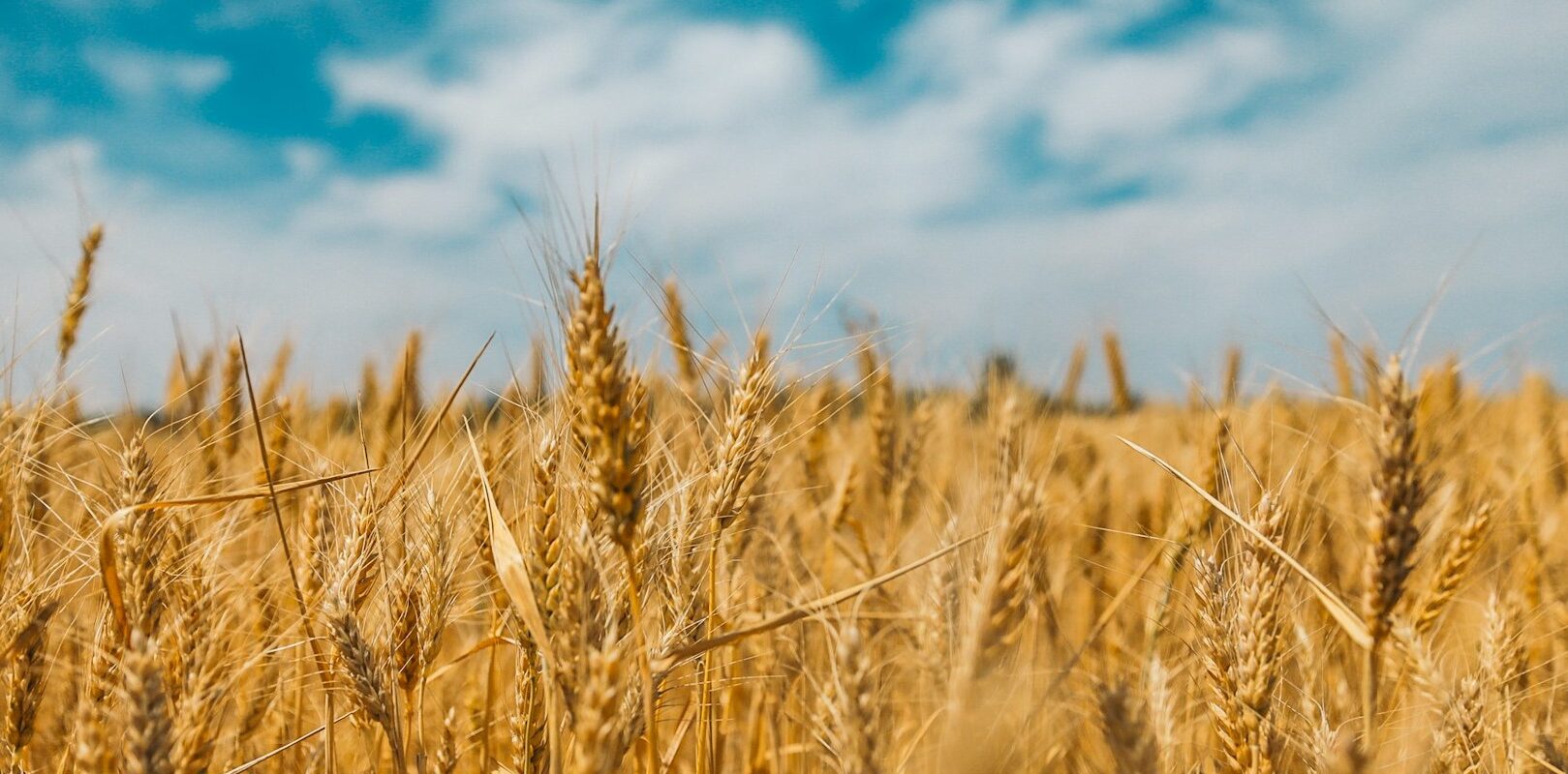 wheat