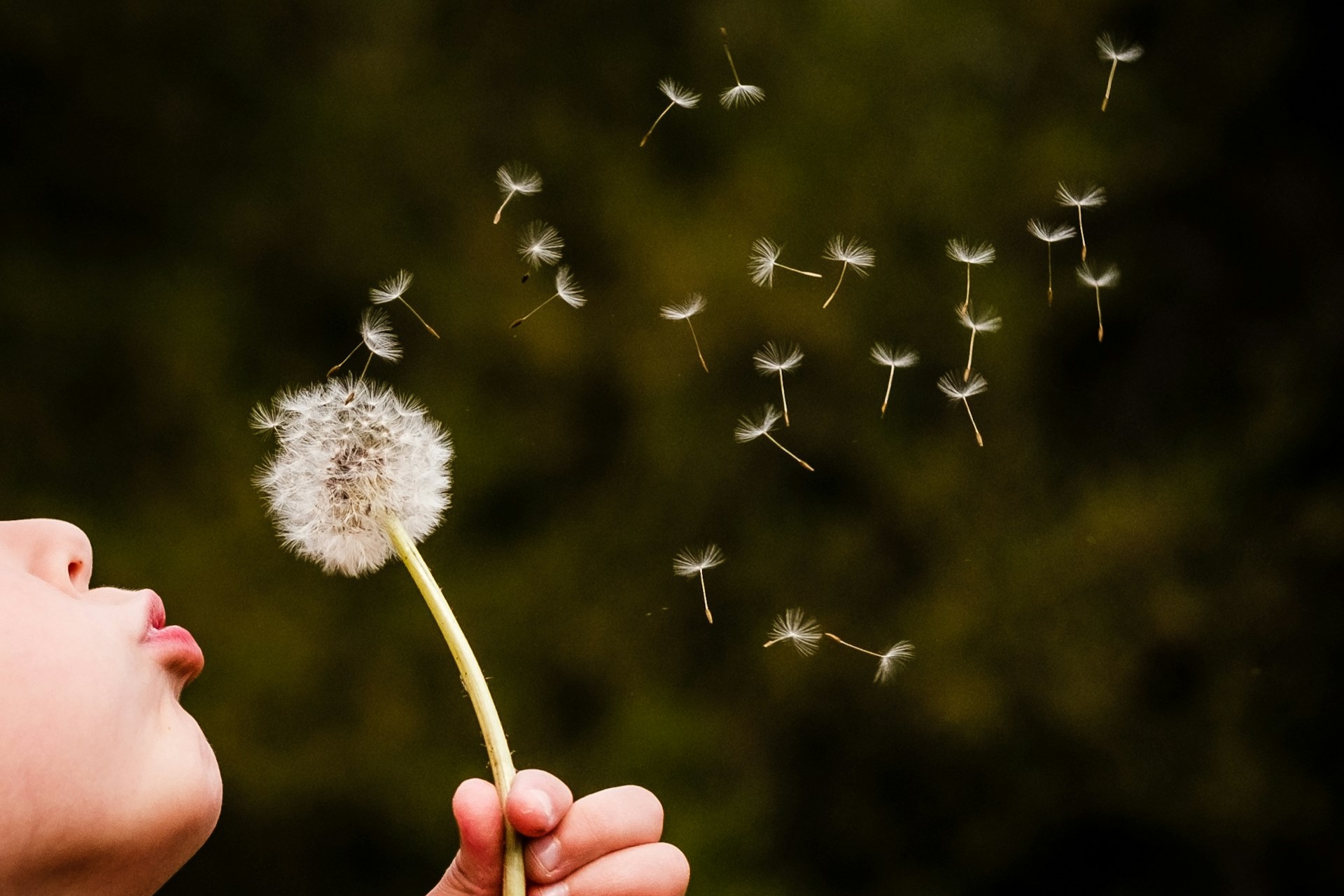 person blowing seeds from a dandelion